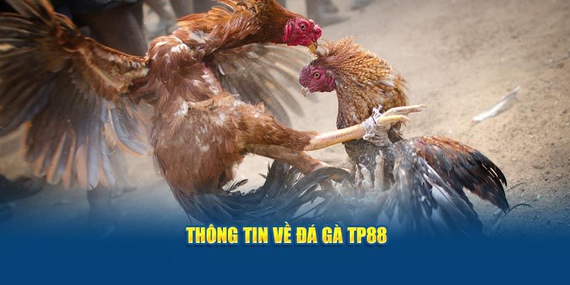 Thông tin về sảnh đá gà